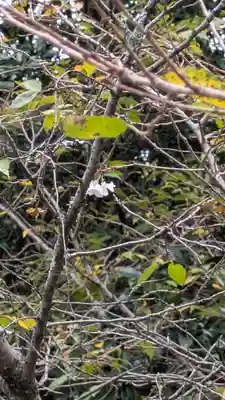 平野神社(京都府)