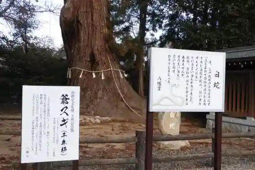 八幡宮の{uncategorized: "未分類", other: "その他", undefined: "問題あり", building: "その他建物", grave: "お墓", sacred_gate: "鳥居", guardian: "狛犬", statue: "像", buddha: "仏像", history: "歴史", nature: "自然", garden: "庭園", animal: "動物", pagoda: "塔", temizu: "手水舎", mountain_gate: "山門・神門", sanctuary: "本殿・本堂", subordinate: "末社・摂社", art: "芸術", scenery: "景色", jizo: "地蔵", ema: "絵馬", goshuin: "御朱印", omikuji: "おみくじ", items: "授与品その他", amulet: "お守り", goshuincho: "御朱印帳", eats: "食事", festival: "お祭り", votive_dance: "神楽", shichigosan: "七五三参", wedding: "結婚式", experience: "体験その他", initially: "初詣", around: "周辺", anti_infection: "感染症対策"}