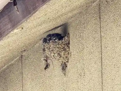 厳島神社の動物