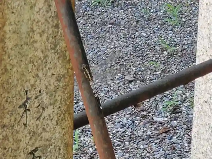 高宮神社の動物