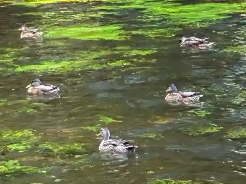 富士山本宮浅間大社(静岡県)