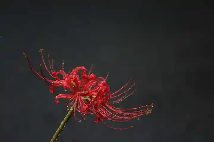 国宝 大法寺の自然