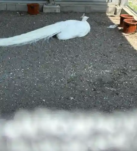 進雄神社(群馬県)