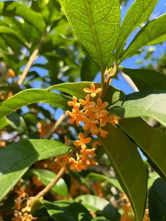 總社 和田八幡宮の自然