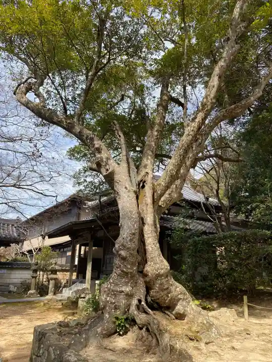 花山院菩提寺の自然