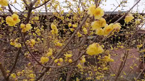 板倉雷電神社の自然