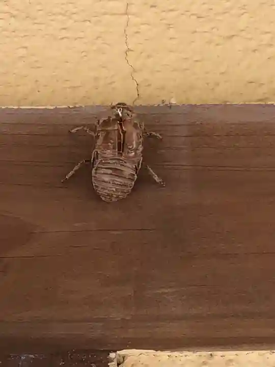 舞子六神社/まいこむの宮の動物