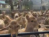 三嶋大社(静岡県)