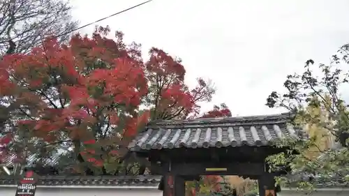 大報恩寺（千本釈迦堂）の自然