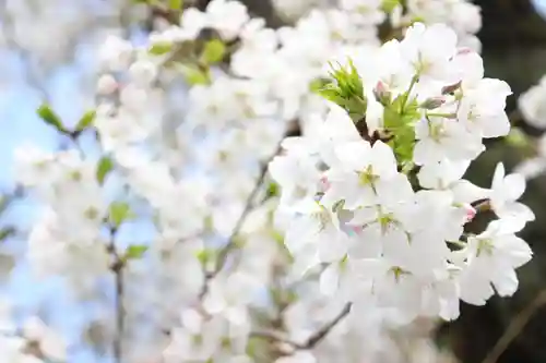 くまくま神社(導きの社 熊野町熊野神社)の自然