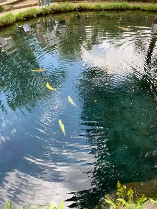 淺間神社(忍野八海)(山梨県)