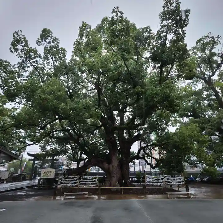 諫早神社(九州総守護 四面宮)の自然