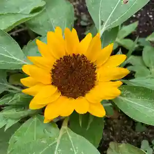 豊景神社の自然(2022年08月09日(火) 15時03分47秒投稿)