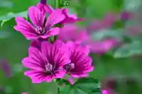 守りの神 藤基神社の自然