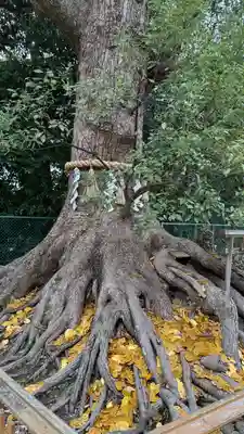 和泉國一之宮　大鳥大社(大阪府)