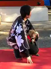 浅草寺の動物