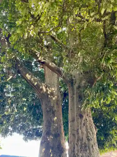 御嶽神社の{uncategorized: "未分類", other: "その他", undefined: "問題あり", building: "その他建物", grave: "お墓", sacred_gate: "鳥居", guardian: "狛犬", statue: "像", buddha: "仏像", history: "歴史", nature: "自然", garden: "庭園", animal: "動物", pagoda: "塔", temizu: "手水舎", mountain_gate: "山門・神門", sanctuary: "本殿・本堂", subordinate: "末社・摂社", art: "芸術", scenery: "景色", jizo: "地蔵", ema: "絵馬", goshuin: "御朱印", omikuji: "おみくじ", items: "授与品その他", amulet: "お守り", goshuincho: "御朱印帳", eats: "食事", festival: "お祭り", votive_dance: "神楽", shichigosan: "七五三参", wedding: "結婚式", experience: "体験その他", initially: "初詣", around: "周辺", anti_infection: "感染症対策"}