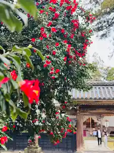 守りの神 藤基神社(新潟県)(2026年04月03日(金) 07時06分29秒投稿)