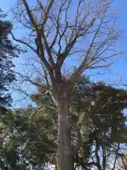 御嶽神社の自然