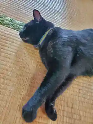 高司神社〜むすびの神の鎮まる社〜(福島県)