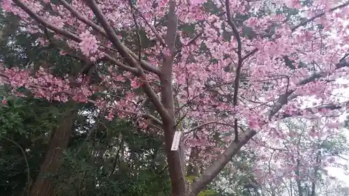 櫻木神社の自然