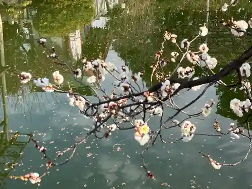 亀戸天神社(東京都)