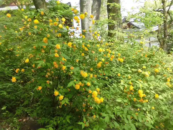 松尾大社の自然