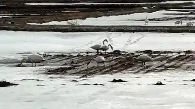 相馬妙見神社の動物