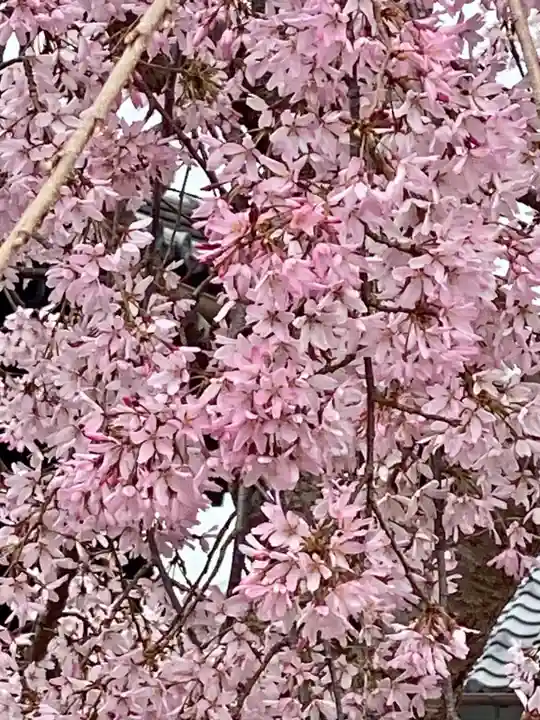 實相寺(実相寺) の自然