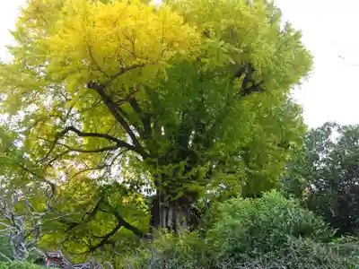 荏柄天神社(神奈川県)