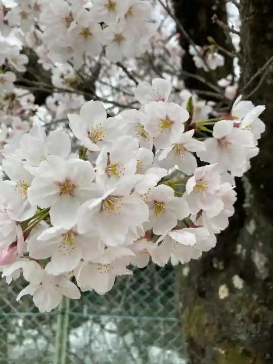 正ノ木稲荷 稲積神社の自然