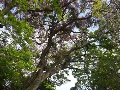 熊野大権現の自然