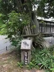 伊古奈比咩命神社の自然