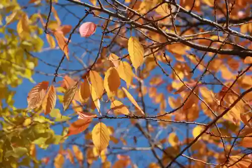 晴門田神社の自然