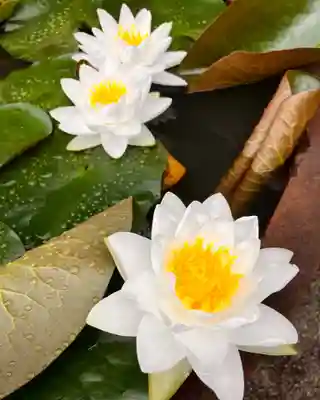 真言宗　善通寺派　薬王寺(香川県)