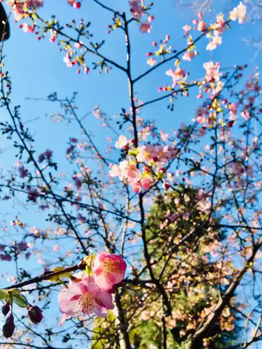 五條天神社の自然