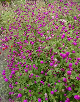 高瀧神社(千葉県)