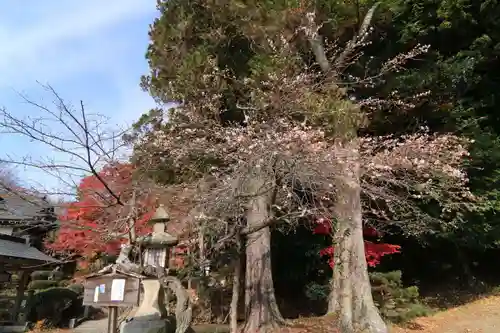 鹿島大神宮の庭園