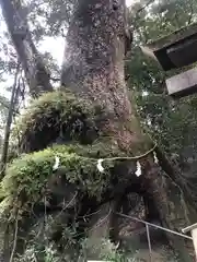 東霧島神社の自然