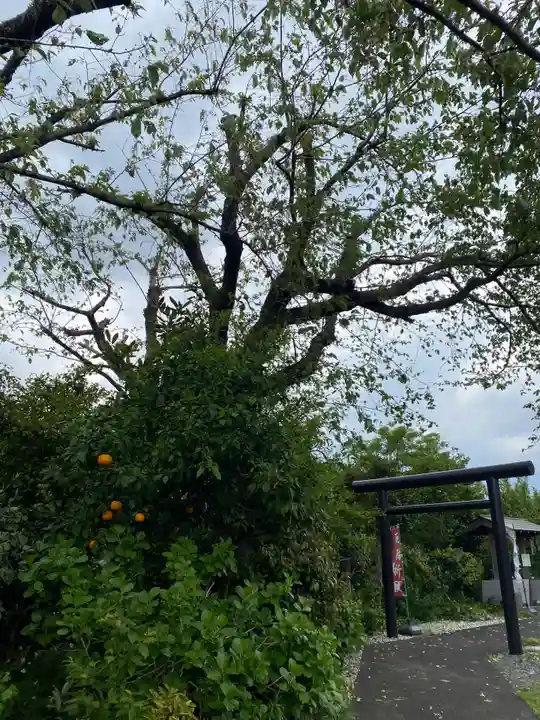 城山富士浅間神社(静岡県)