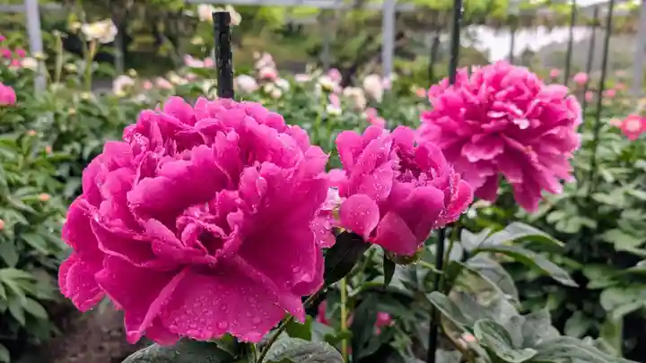 金蛇水神社(宮城県)