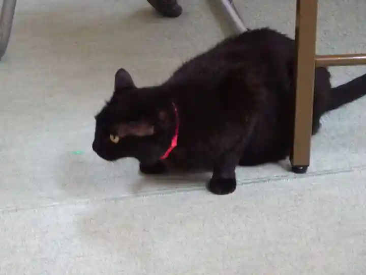 弥生神社の動物