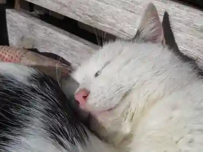 御誕生寺（猫寺）(福井県)