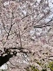 今戸神社の自然