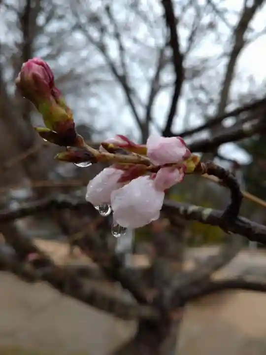 賀羅加波神社の自然