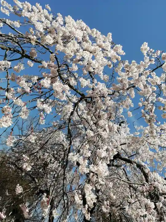 境香取神社の自然