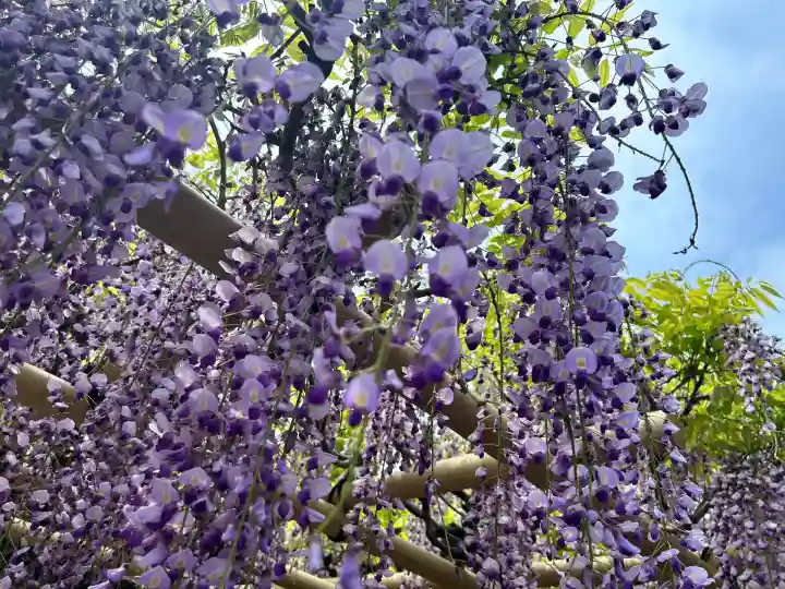 春日大社(奈良県)