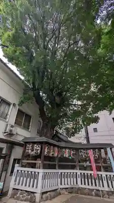 鳥越神社(東京都)