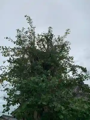 富田八坂神社の自然