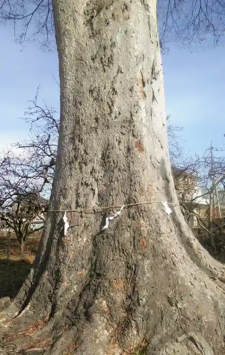 神明神社の自然